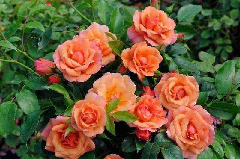 7 delicate peach and apricot roses that you can plant on your site