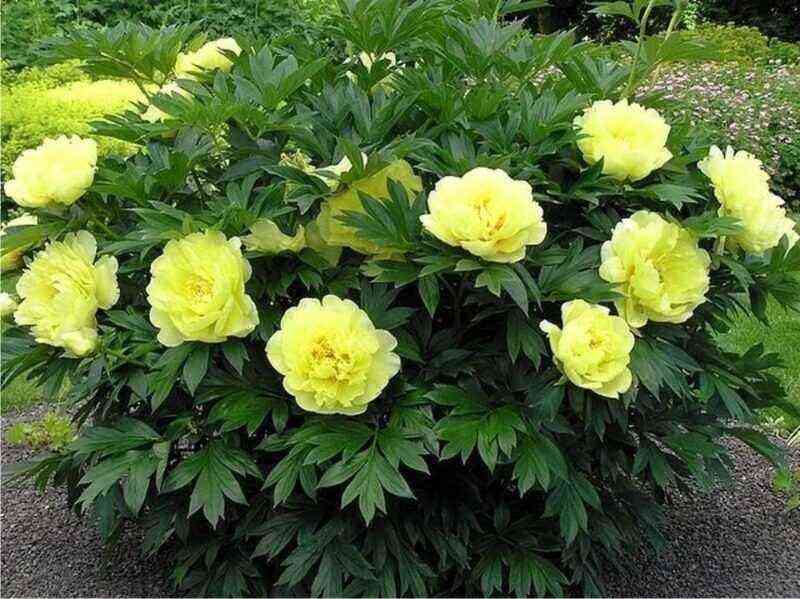 6 varieties of peonies with huge airy flowers and a bright aroma