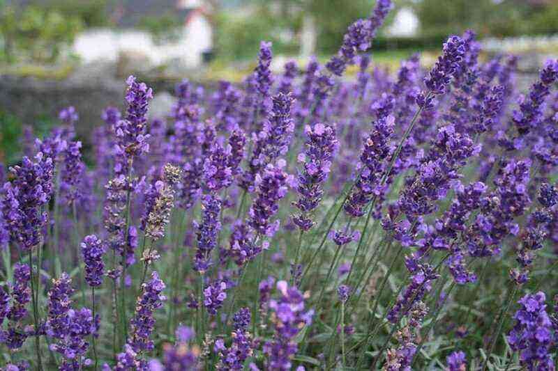 5 varieties of garden lavender that will bloom all summer