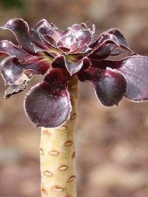 Eonium: popular types and rules of care
