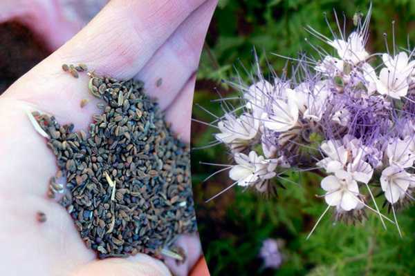 Phacelia: plant features, tips for growing