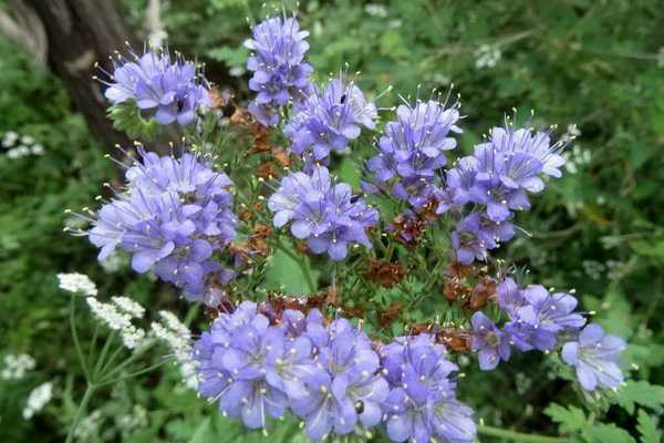Phacelia: plant features, tips for growing