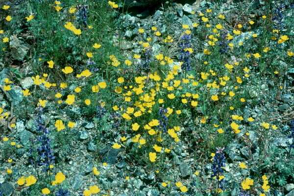 Eschsholzia: features of growing a flower in the open field