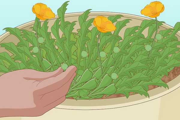 Eschsholzia: features of growing a flower in the open field