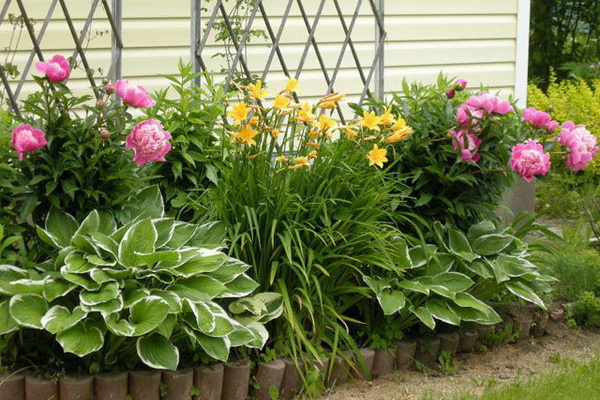 Perennials in site design planting and care, cultivation