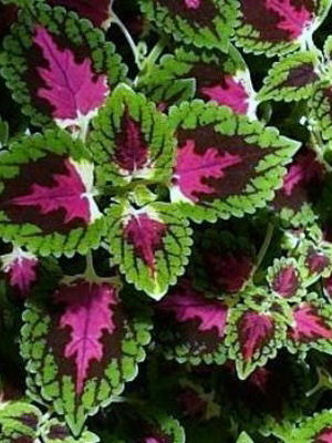 Types of carpet plants and their cultivation