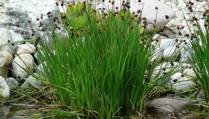 Ornamental grasses: types and varieties planting and care, cultivation