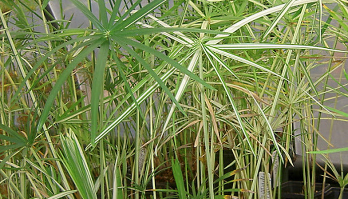 Ornamental grasses: types and varieties planting and care, cultivation