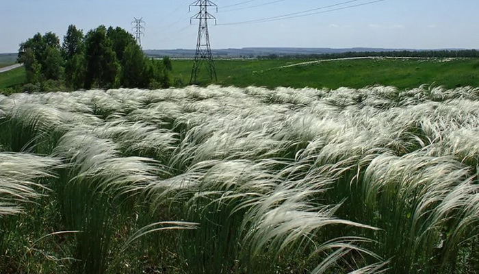 Feather grass: description of species planting and care, cultivation