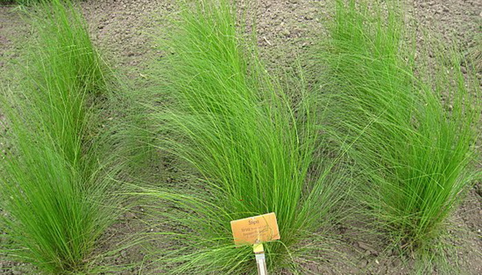 Feather grass: description of species planting and care, cultivation