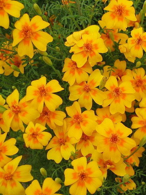 Marigolds: species and varieties, growing rules