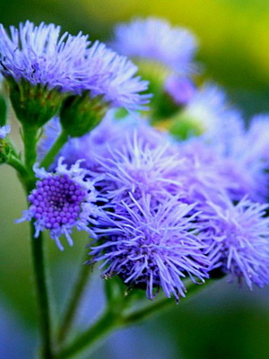 All About Houston Ageratum (a.mexican) planting and care, cultivation