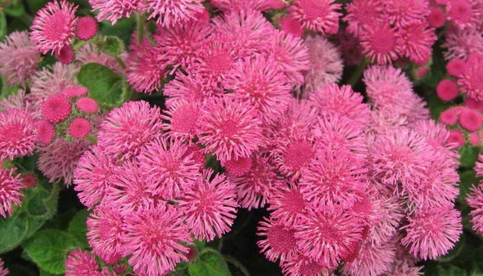 All About Houston Ageratum (a.mexican) planting and care, cultivation