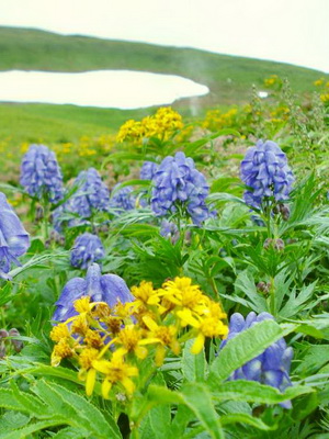 Aconite herb: characteristics and types with a photo planting and care, cultivation
