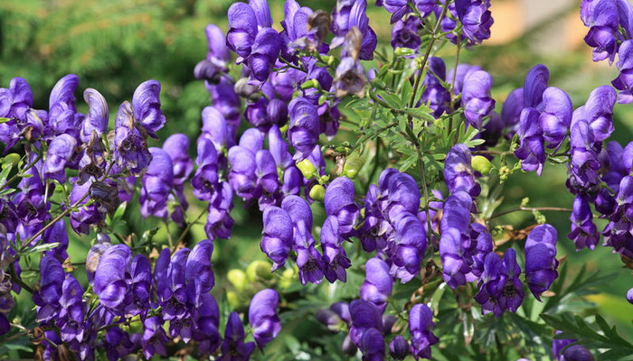 Aconite herb: characteristics and types with a photo planting and care, cultivation