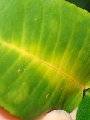 Brunfelsia: descripción de especies y cultivo.
