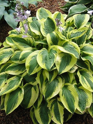 Hosta: description and tips for growing