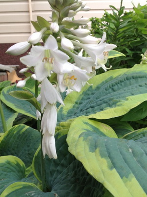 Hosta: description and tips for growing