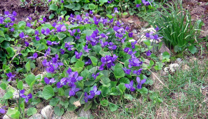 Perennial garden violet: photo, description, planting and care