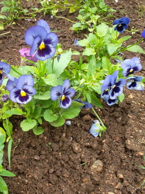 Perennial garden violet: photo, description, planting and care