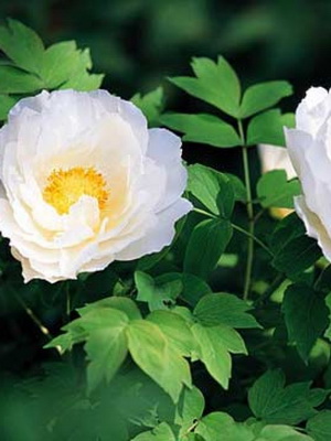 Tree peony: the best varieties, rules of care and cultivation