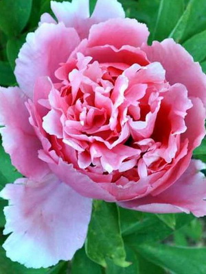 Tree peony: the best varieties, rules of care and cultivation