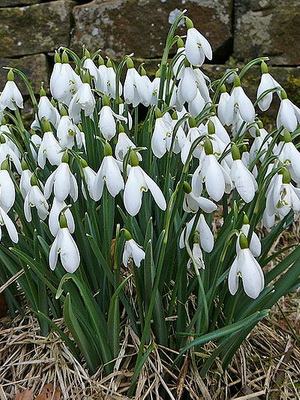 Snowdrop: species and varieties, cultivation and methods of reproduction