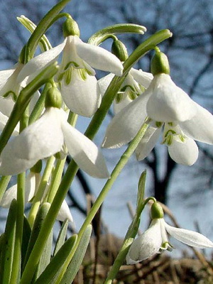 Snowdrop: species and varieties, cultivation and methods of reproduction