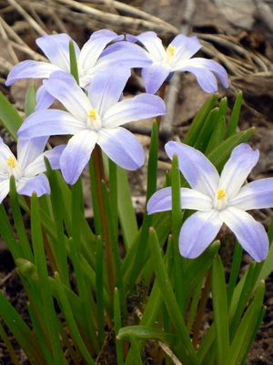Flores bulbosas populares para la plantación y cuidado del jardín, cultivo.