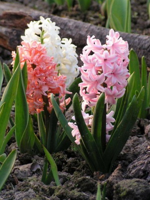 Flores bulbosas populares para la plantación y cuidado del jardín, cultivo.