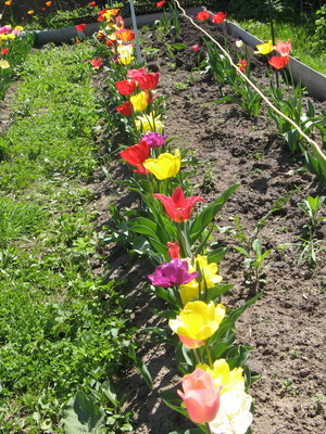 Popular bulbous flowers for the garden planting and care, cultivation