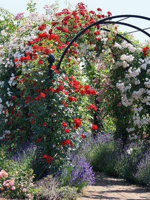 Gardening groups of roses and care of climbing forms