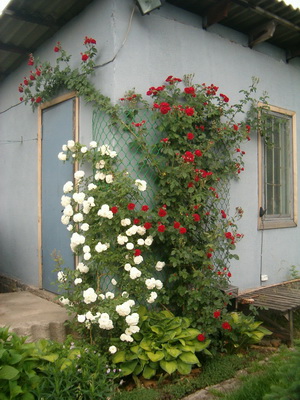Gardening groups of roses and care of climbing forms