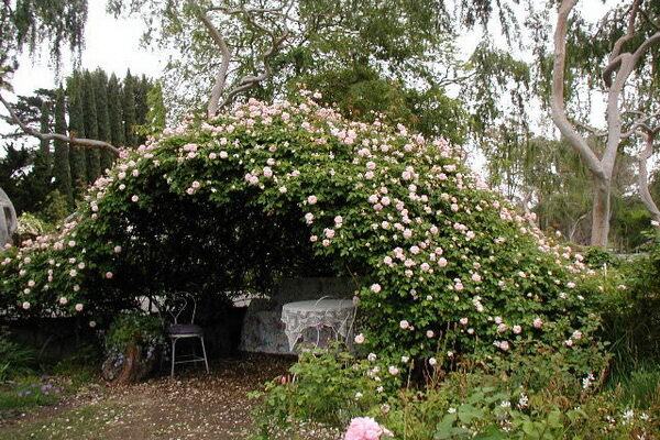 Jardinería de grupos de rosas y cuidado de formas trepadoras.
