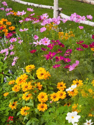 Margaritas de jardín y flores similares a ellas, plantación y cuidado, cultivo.