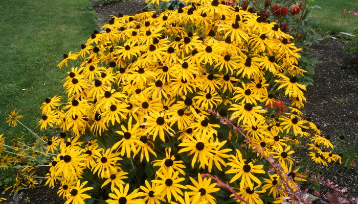 Garden daisies and flowers similar to them planting and care, cultivation