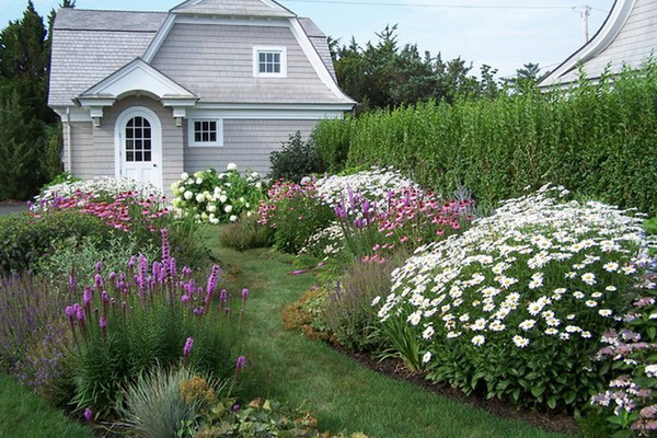 Garden daisies and flowers similar to them planting and care, cultivation