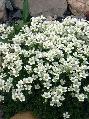 Saxifrage: description of species and growing conditions