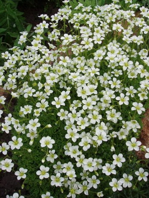 Saxifrage: description of species and growing conditions