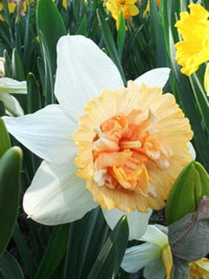 Garden daffodils: description of flowers, care and cultivation
