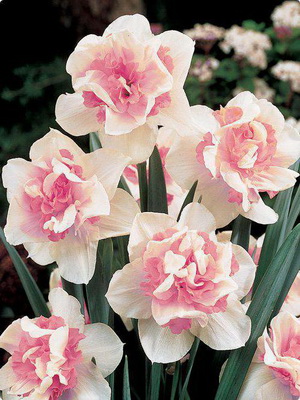 Garden daffodils: description of flowers, care and cultivation