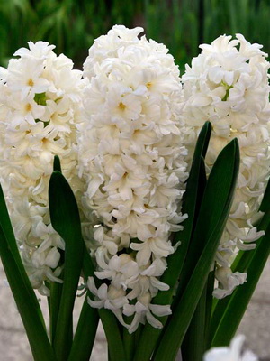 Perennial hyacinth: popular varieties and their cultivation