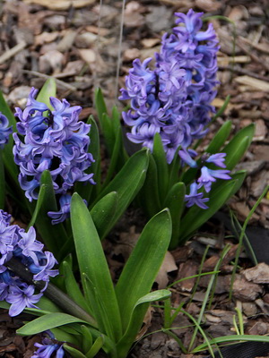 Perennial hyacinth: popular varieties and their cultivation
