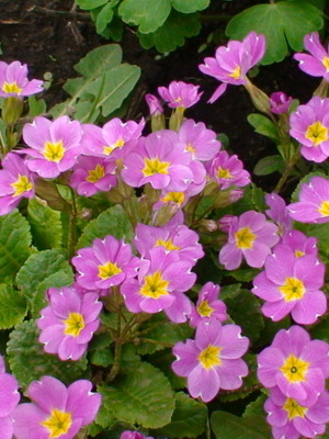 Perennial garden primrose: description of species and cultivation