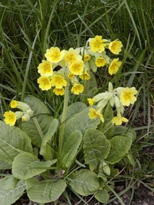 Perennial garden primrose: description of species and cultivation