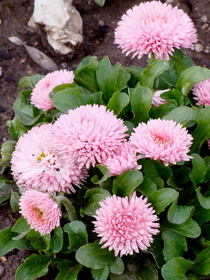 Perennial daisies: description, planting and care