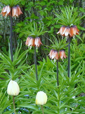 Grouse flower: description, reproduction and cultivation