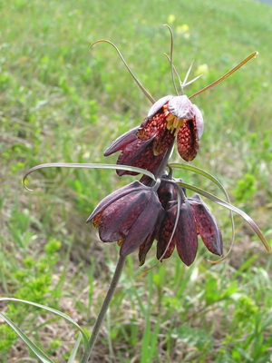 Grouse flower: description, reproduction and cultivation