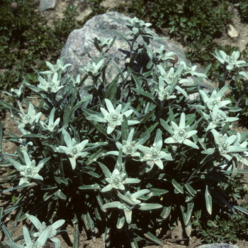 Edelweiss alpino: descripción y cultivo de una flor.