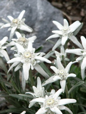 Alpine edelweiss: description and growing of a flower